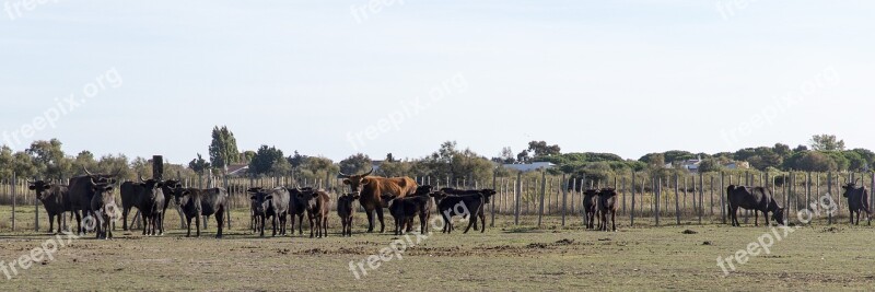 Camargue Bulls Horns Animals France