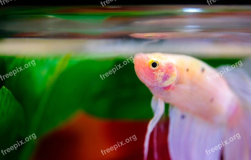 Fish Betta Aquarium Freshwater Siamese