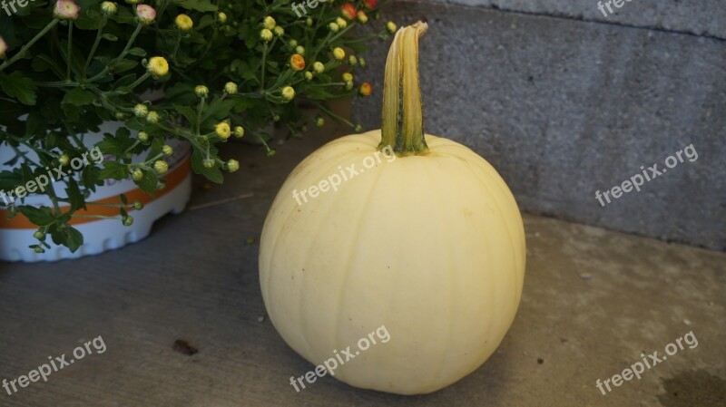 Halloween Pumpkin White Pumpkin A Harvest