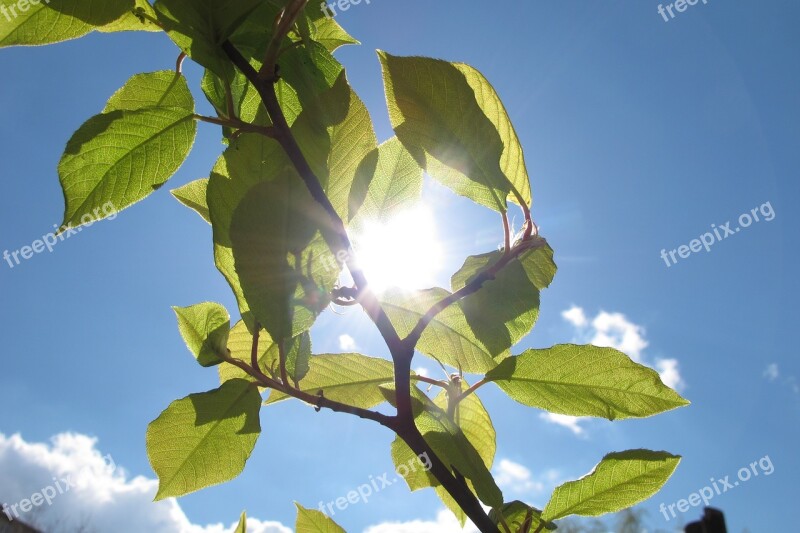 Sky Leaves Landscape Nature Tree