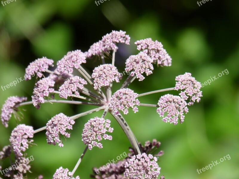 Flower Beauty Purple Lilac Composite Flower