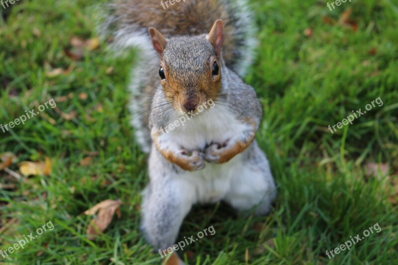 Squirrel Edinburgh Botanic Garden Scotland Free Photos