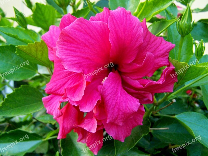 Hollyhock Hibiscus Pink Free Photos