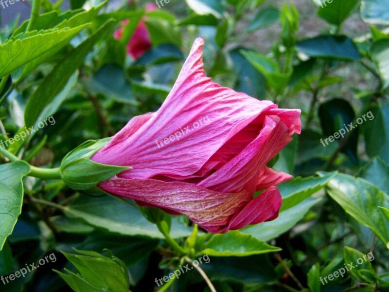 Flower Buds Hollyhock Hibiscus Free Photos