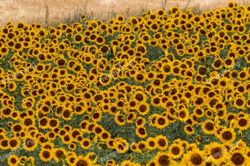 Spain Sunflowers Summer Yellow Sunny