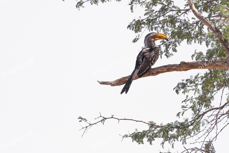 Hornbill Bird Namibia Bill Exotic