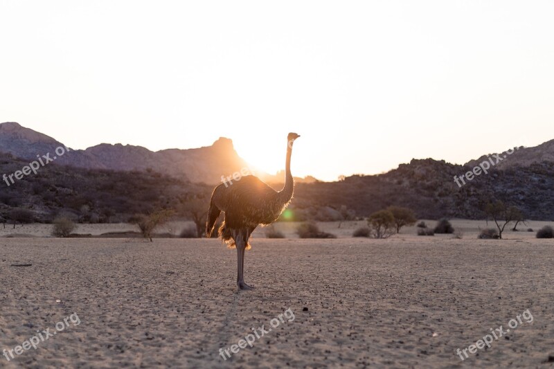 Strauss Bird Bouquet Sunset Ostrich Bouquet