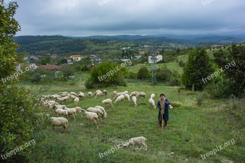 Nature Sheeps Rural Sky Green