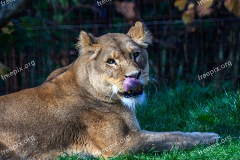 Lion Lioness Animal World Africa Predator