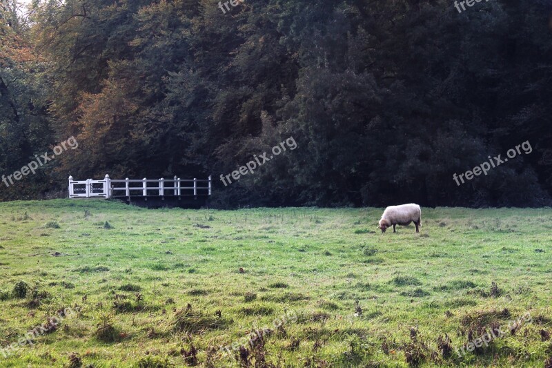 Sheep Grass Grass Field Nature Agriculture