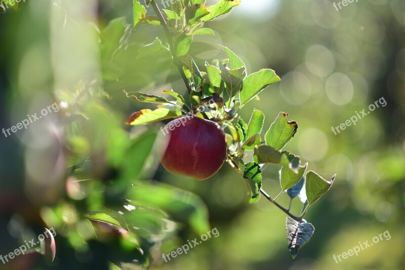 Apple Light Detail Of In The Fall Delicious