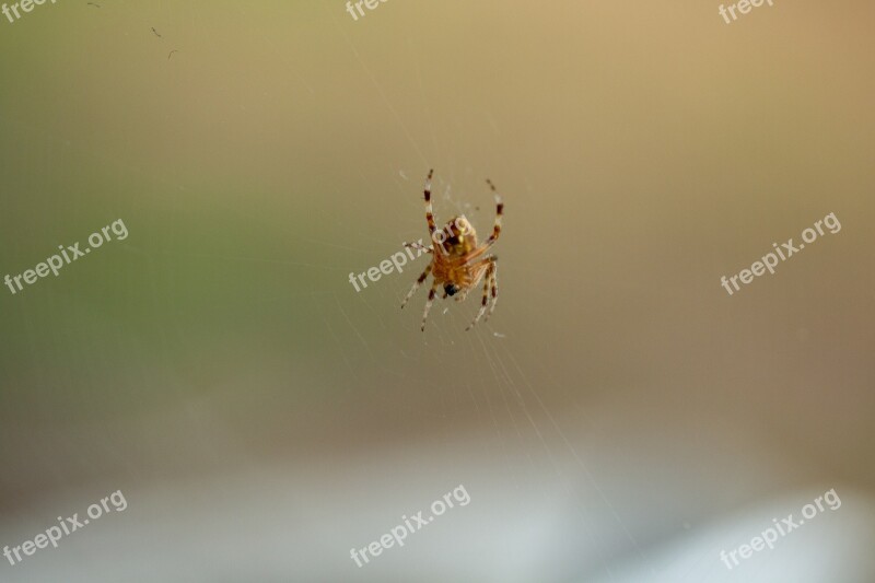 Spider Oklahoma Web Spinning Insect