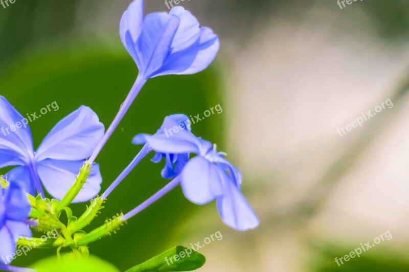 Blue Flower Dan Flower Plant Nature Bloom