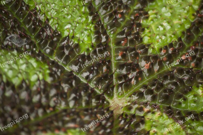 Spikes Leaf Nature Plants Free Photos