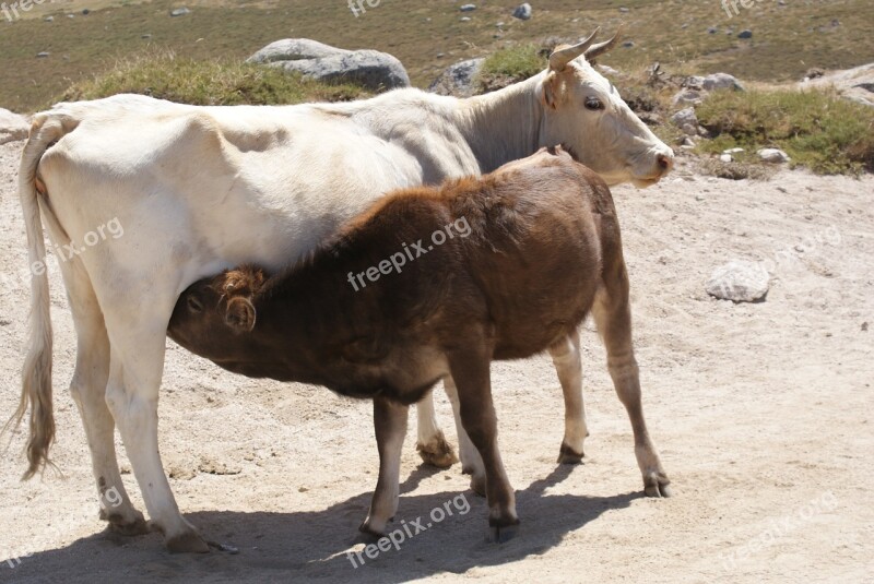 Animals Cows Ruminants Free Photos