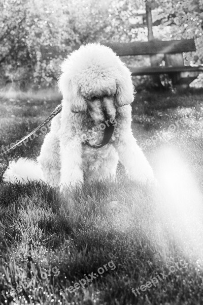 Puddle Dog Pet Sun Portrait