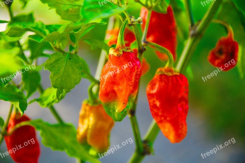 Ghost Pepper Hot Scoville Units Free Photos