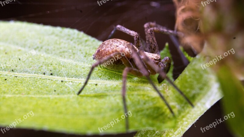 Spider Macro-photography Insect Nature Montseny