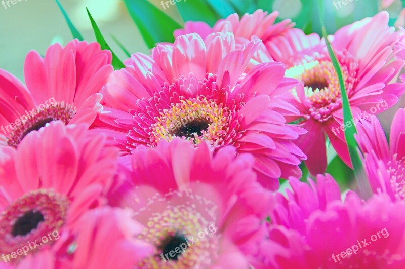 Pink Gerbera Pink Flowers Pink Gerbera Flower