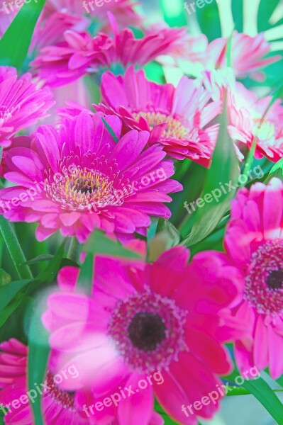 Pink Gerbera Pink Flowers Pink Gerbera Flower