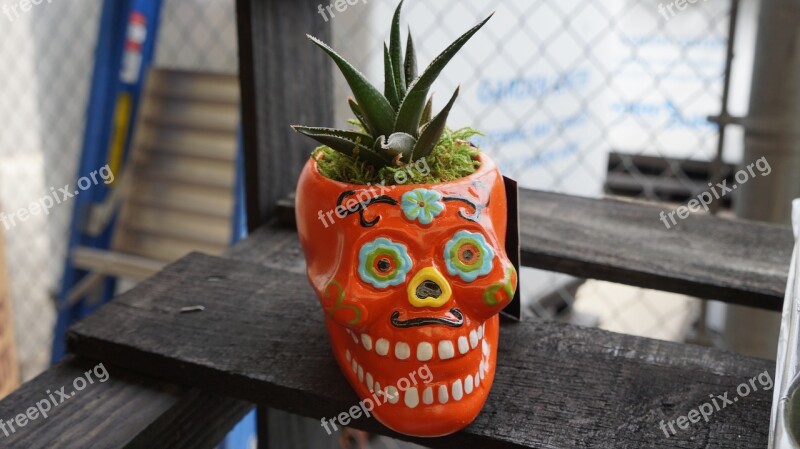 Halloween Skull Day Of The Dead Succulent Planter