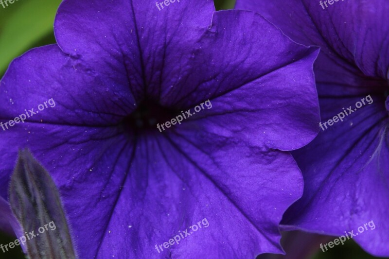 Flower Violet Nature Plant Flowers