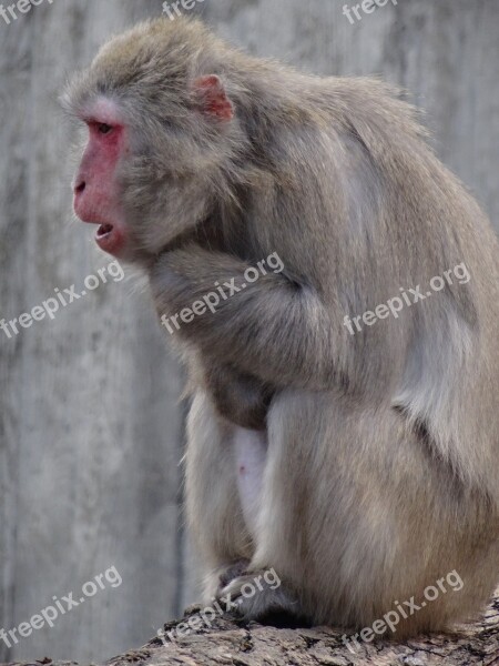 Monkey Animal Zoo Mammal Furry