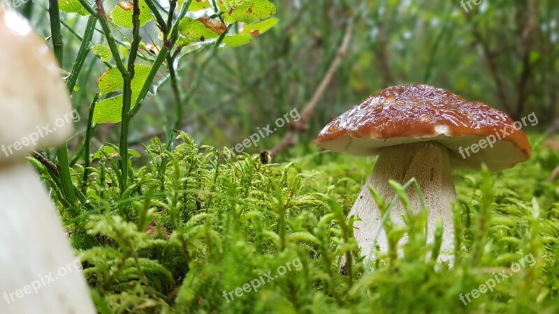 Forest Mushroom Cep Edible Mushrooms