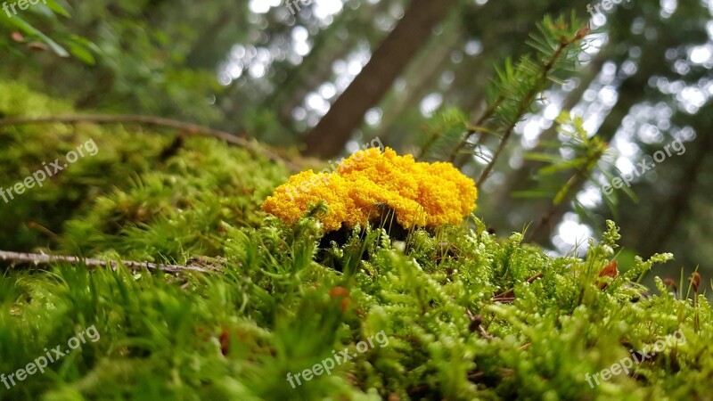 Nature Mushroom Slime Mold Black Forest Moss