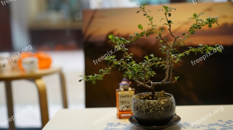 Wood Table Bonsai Office Job