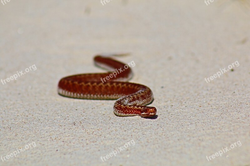 Adder Zygzakowata Sand The Sand Dunes Nature Summer