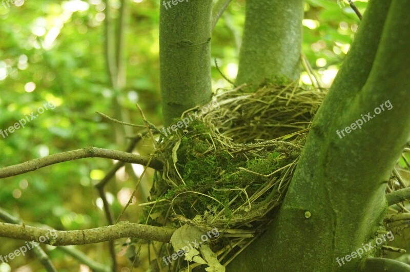 Bird's Nest Bird Natural Branch Attic