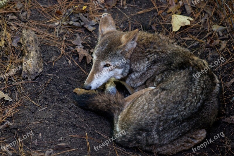 Coyote Wildlife Virginia Free Photos