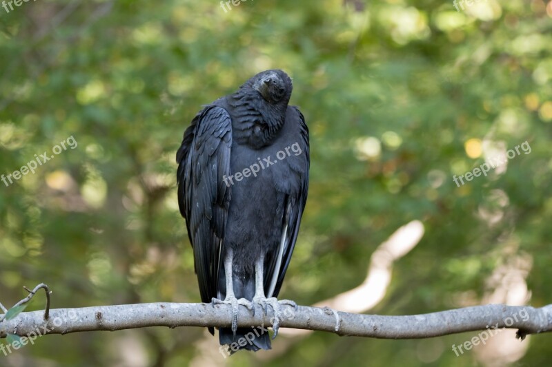 Vulture Bird Virginia Free Photos