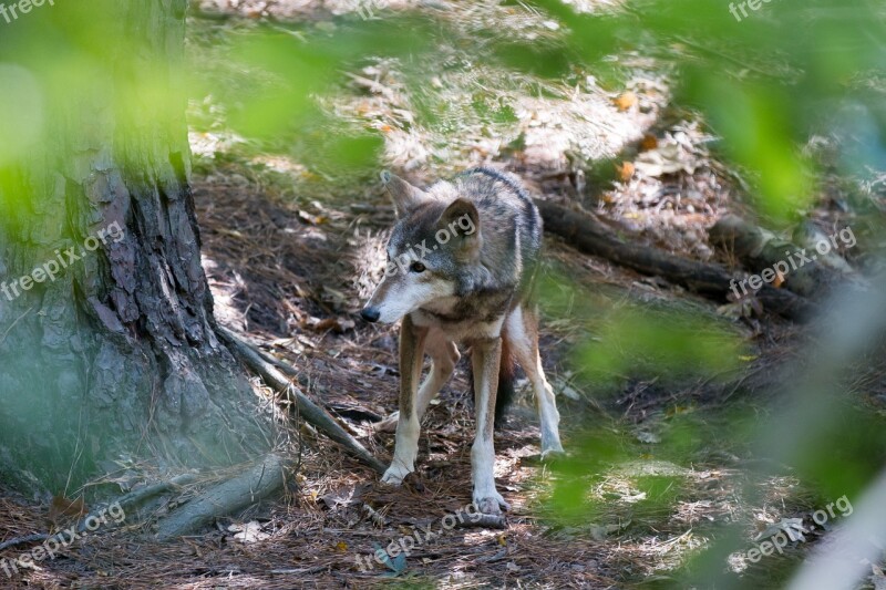 Red Wolf Wolf Endangered Free Photos