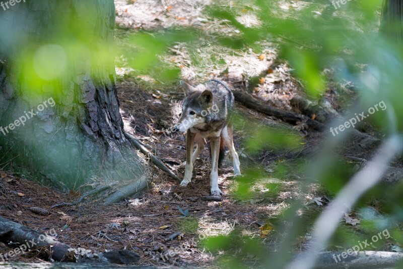 Red Wolf Wolf Endangered Free Photos