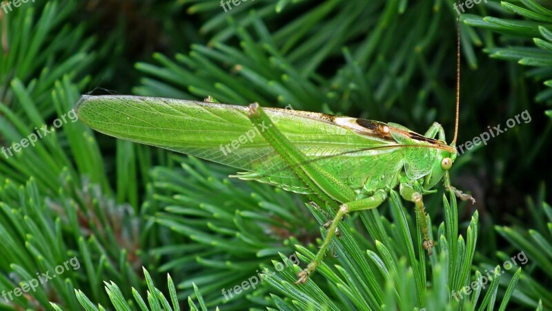 Grasshopper Insect Green Macro Nature