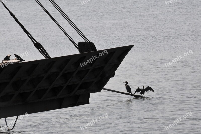 Sea Birds Sea Water Ship Dark