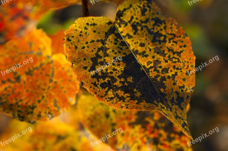 Autumn Leaf Nature Color Tree