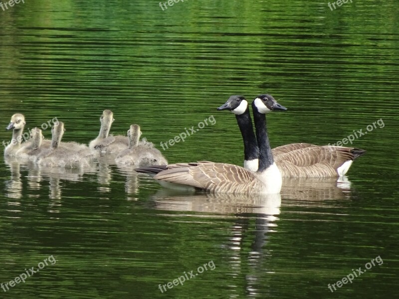 Geese Canada Geese Goslings Pond Green Reflections Free Photos