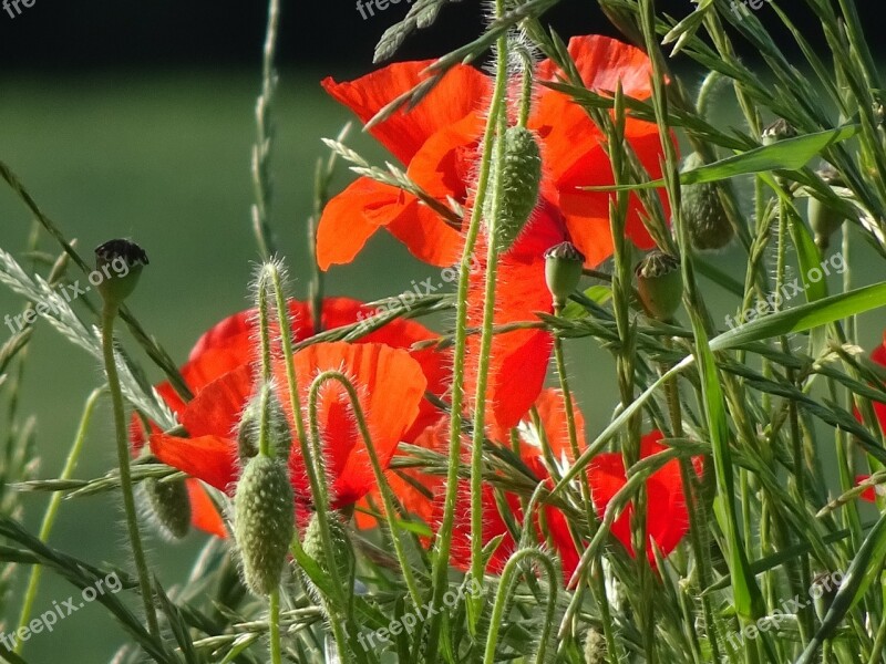 Poppies Scarlet Red Poppy Stems Hairy Free Photos