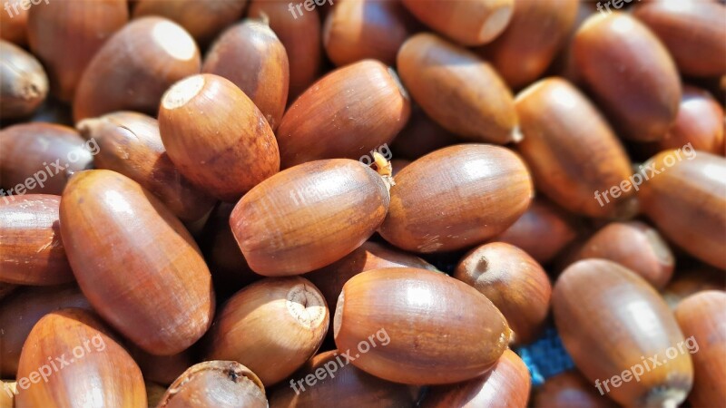 Acorn Fruit Dotorimuk Health Free Photos