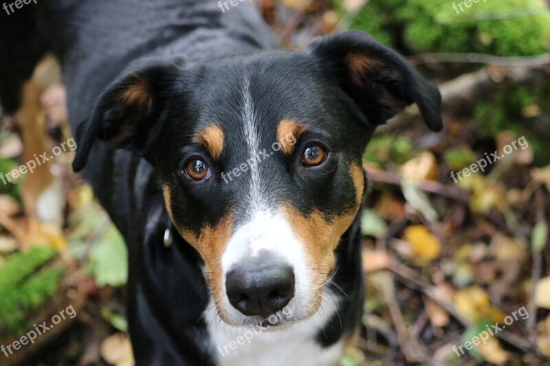 Appenzeller Sennenhund Hund Sennenhund Herbst Schöner Hund