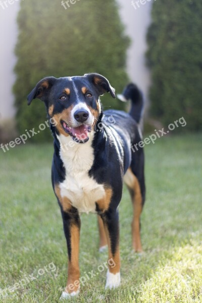 Appenzeller Sennenhund Sennenhund Hund Dog Swiss Dog