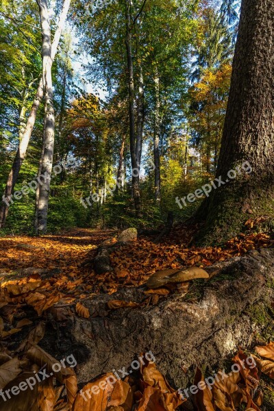 Nature Forest Autumn Leaves Sunrise