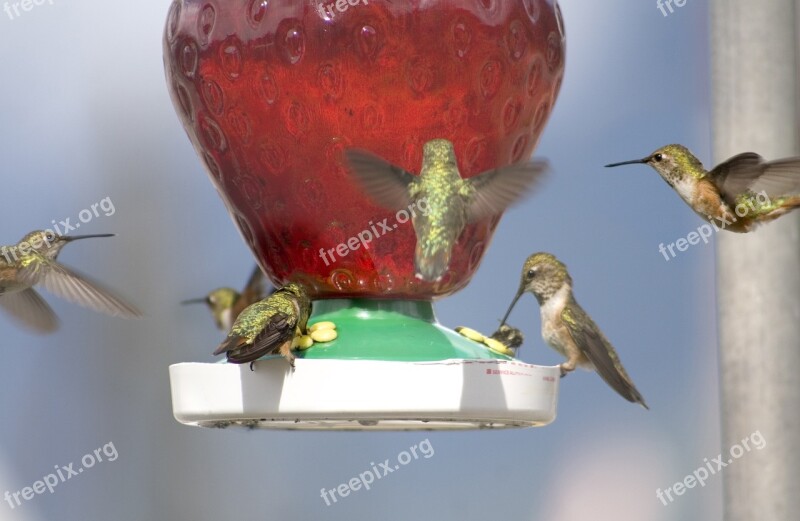 Hummingbirds Nature Bird Animal Wildlife