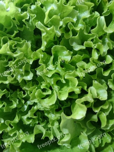 Lettuce Green Diet Close Up Form