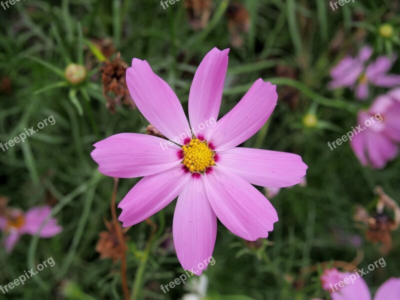 Flowers The Pink Flowers Pink Leaves Flower