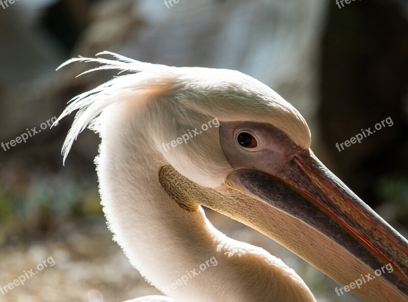 Pelikan Bird Animal Animal World Water Bird