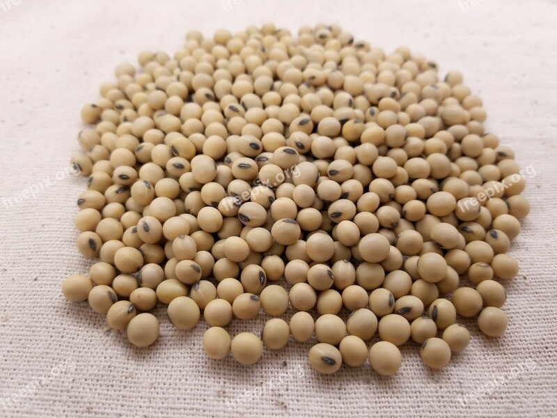 Soybean Soybeans Soy Seed Beans